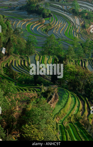 Prends la terrasse en Chine Yunnan Yunyang Banque D'Images