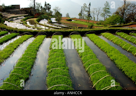 Prends la terrasse en Chine Yunnan Yunyang Banque D'Images