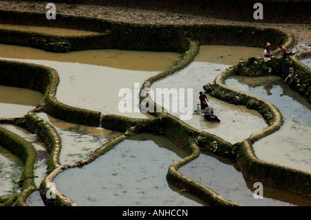 Prends la terrasse en Chine Yunnan Yunyang Banque D'Images