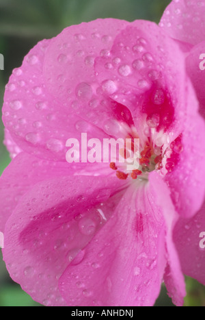 Pelargonium 'Penlava» (Géranium) Close up de lumière et fleur rose foncé. Également appelé Lavenda Banque D'Images