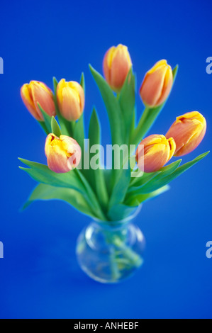 Bouquet de tulipes Banque D'Images