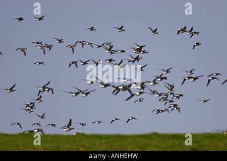 Goose Branta bernicla Ringelgans gans Banque D'Images