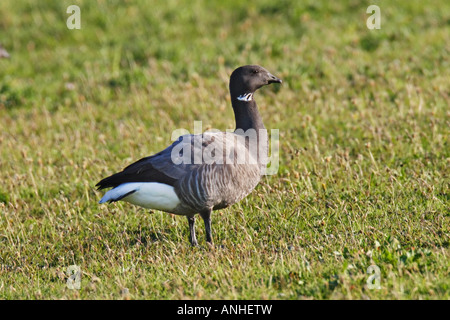 Goose Branta bernicla Ringelgans gans Banque D'Images