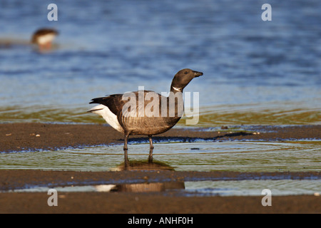 Goose Branta bernicla Ringelgans gans Banque D'Images