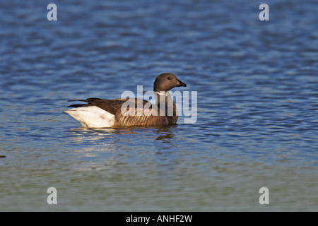 Goose Branta bernicla Ringelgans gans Banque D'Images