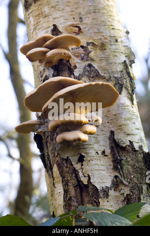 Pleurote Pleurotus cornucopiae ramifiés Banque D'Images