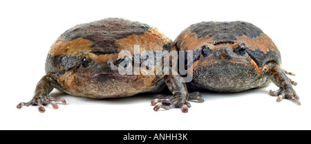 Grenouille Grenouille peint asiatiques chubby Kaloula pulchra couple Banque D'Images