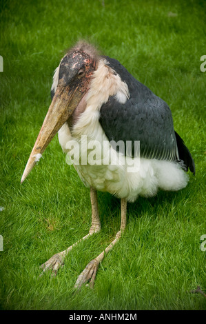 Marabou Stork (Leptoptilos crumeniferus) assis sur l'herbe à Lotherton Hall. West Yorkshire. ROYAUME-UNI Banque D'Images