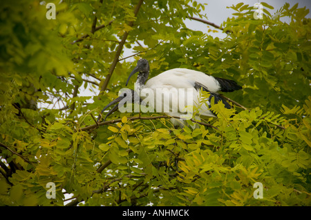 Paire d'oiseaux africains sacrés ibis (Threskiornis aethiopica) dans l'arbre Banque D'Images