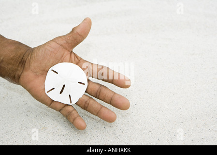 Hand holding sand dollar, close-up Banque D'Images