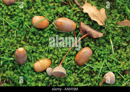 Les feuilles d'automne et de glands en mousse verte Banque D'Images