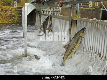 Des saumons de la rivière Little Qualicum l'île de Vancouver BC Canada Banque D'Images