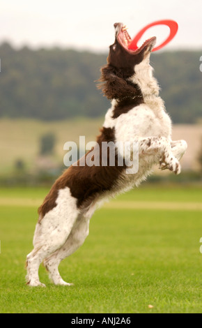 Un chien attraper un frisbee Banque D'Images