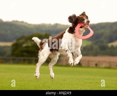 Un chien attraper un frisbee Banque D'Images