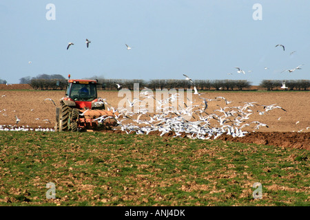 Les goélands à la suite de l'agriculteurs charrue. Banque D'Images