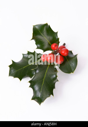 Un petit bouquet de feuilles de houx et baies rouges sur fond blanc Banque D'Images