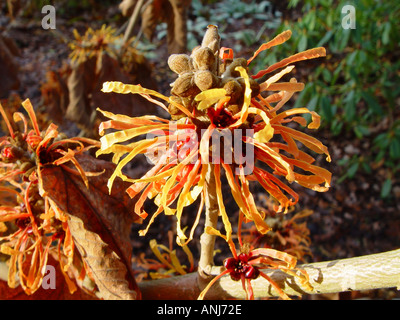 Hamamelis x intermedia Harry l'Hamamélis Banque D'Images