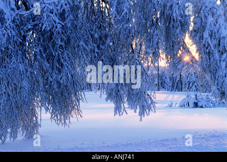 Tree chargés de neige en hiver, au coucher du soleil Banque D'Images