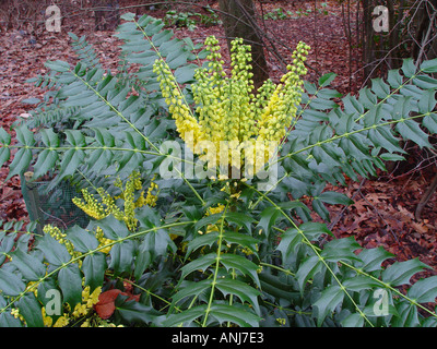 Mahonia x media en cours Banque D'Images