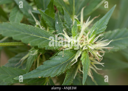 Jeune plant de cannabis femelle Banque D'Images