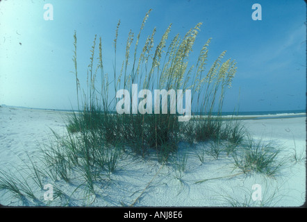 Grappe de sea oats croissant sur les plages de Floride Banque D'Images