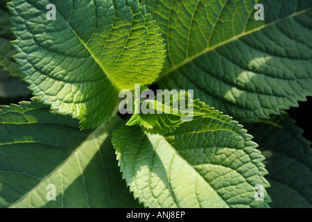 Les feuilles d'Hydrangea Banque D'Images