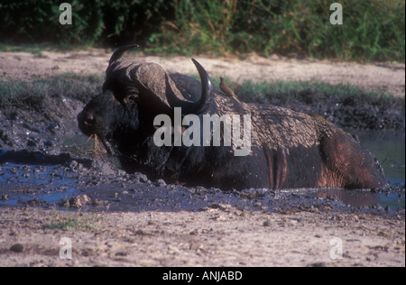 Buffalo Syncerus caffer Banque D'Images