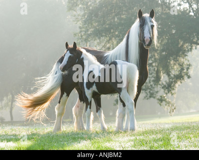 Gypsy Vanner Cheval Jument et poulain dans la lumière du matin rétroéclairé stand Banque D'Images