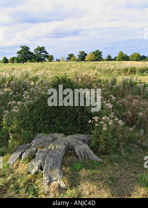 Souche d'arbre, de prairies et d'arbres dans les champs autour de Château de Belvoir et Woolsthorpe, Leicestershire Banque D'Images