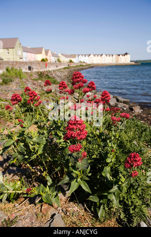 Royaume-uni Irlande du Nord County Down Killyleagh Castle valériane plantes poussant à nouveau le développement du logement à quai Banque D'Images