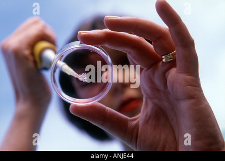 Dans l'essai de FIV petre-assiette en laboratoire au Royaume-Uni la fécondation in vitro ou de la fertilisation (IVF). Femme holding pipette. Banque D'Images