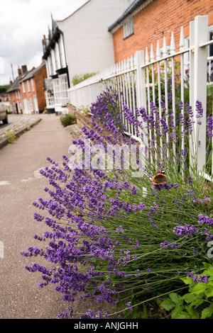 UK Suffolk Southwold Wangford village rouge l'amiral papillon sur lavande dans High Street choisies Banque D'Images