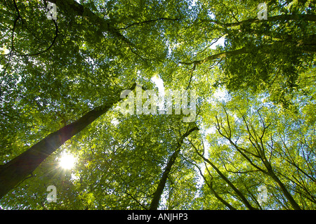 De grands arbres à l'été Banque D'Images