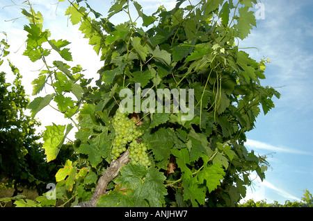 raisins sur les vignes Banque D'Images