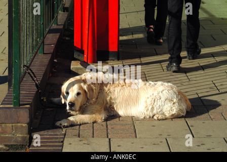 Close up d'un chien Golden Retriever allongé sur le pavé au soleil avec une laisse attachée à une rambarde devant un magasin attendant le retour de son propriétaire à Shenfield Essex UK Banque D'Images