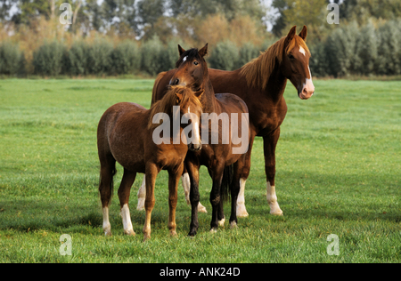 Trois chevaux Gelderland - standing on meadow Banque D'Images