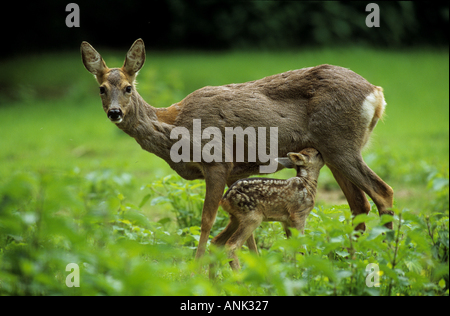 Les chevreuils suckling fawn / Capreolus capreolus Banque D'Images