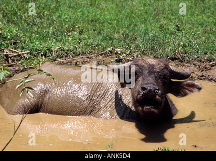Un buffle se vautrer dans la boue Banque D'Images