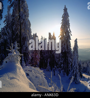 Paysage de forêt en hiver, forêt de Bohême, la Bavière en Allemagne. Photo par Willy Matheisl Banque D'Images