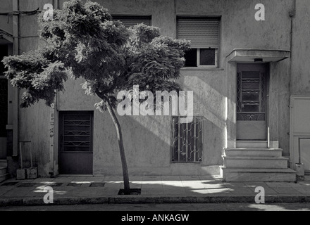 Image en noir et blanc d'un arbre jette une ombre contre un bâtiment à Athènes, Grèce Banque D'Images