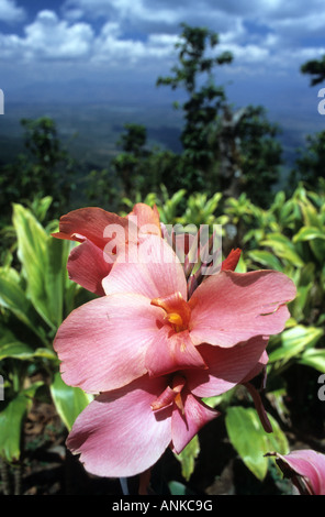 El Salvador. Parque Nacional El imposible. Détail de fleurs Banque D'Images