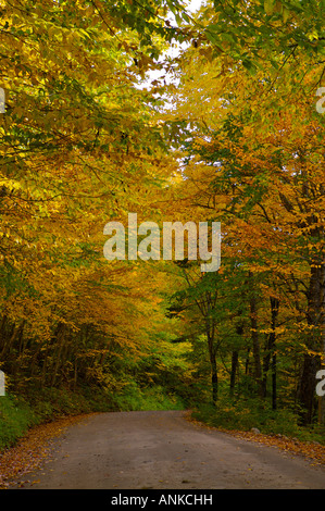 Route de gravier menant à travers une forêt en automne le long d'arbres jaunes Banque D'Images