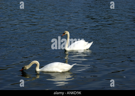 CYGNES 002 87 Banque D'Images