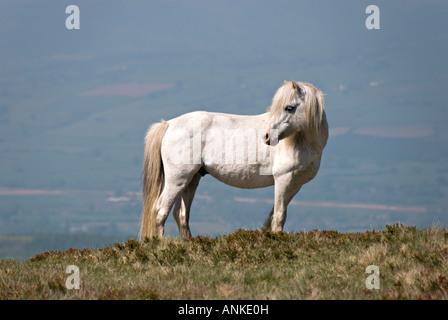 Un poney de montagne blanc sauvage (un Welsh Cob) sur le dessus de Hay Bluff dans la Montagne Noire, Powys, Wales, UK Banque D'Images