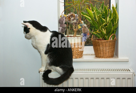 Un vieux 'noir et blanc' chat domestique femelle elle-même réchauffement sur un radiateur à côté d'une fenêtre avec des plantes en Angleterre UK UE Banque D'Images