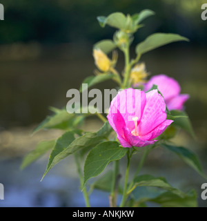Les Chinois fleur hibiscus rose Banque D'Images