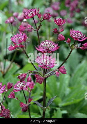 Fleurs sauvages poussant dans Red campion jardin à Essex, Angleterre, Royaume-Uni Banque D'Images