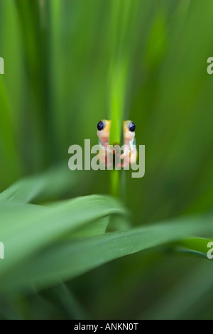 Hyperolius viridiflavus jaune grenouille reed reesi dans Grass Valley de Kilombero Tanzanie Banque D'Images