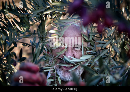 Agriculteur récoltant les olives Mañeru Navarra Espagne Banque D'Images