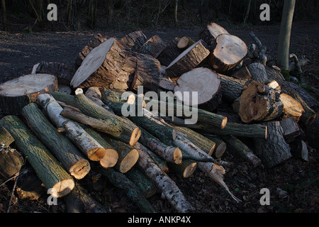 Des piles de grumes sciages de pin dans la forêt Banque D'Images